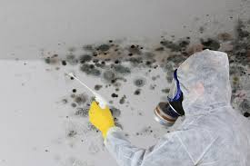 Best Mold Damage Restoration  in Pequot Lakes, MN